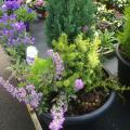 Autumn Container Potted Up