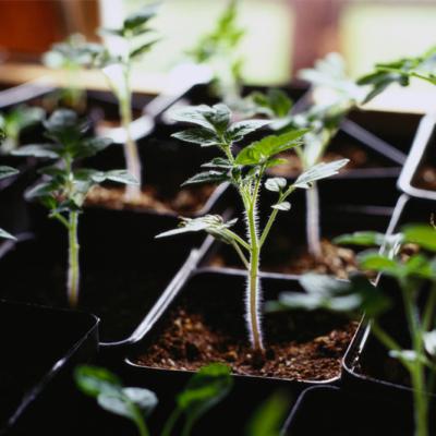 compost seedlings