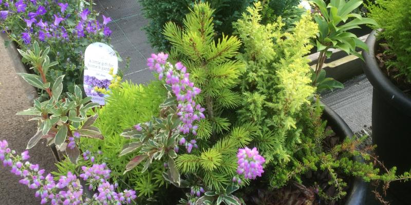 Autumn Container Potted Up