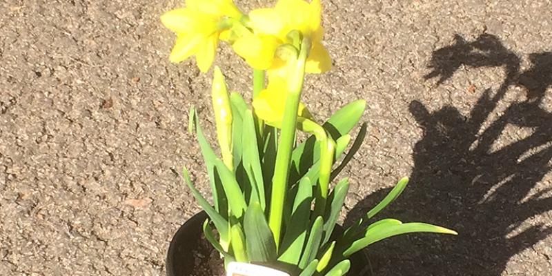 daffodil bulbs