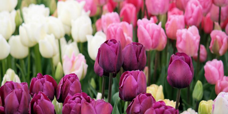 dreamstime s multi coloured tulips 12183130