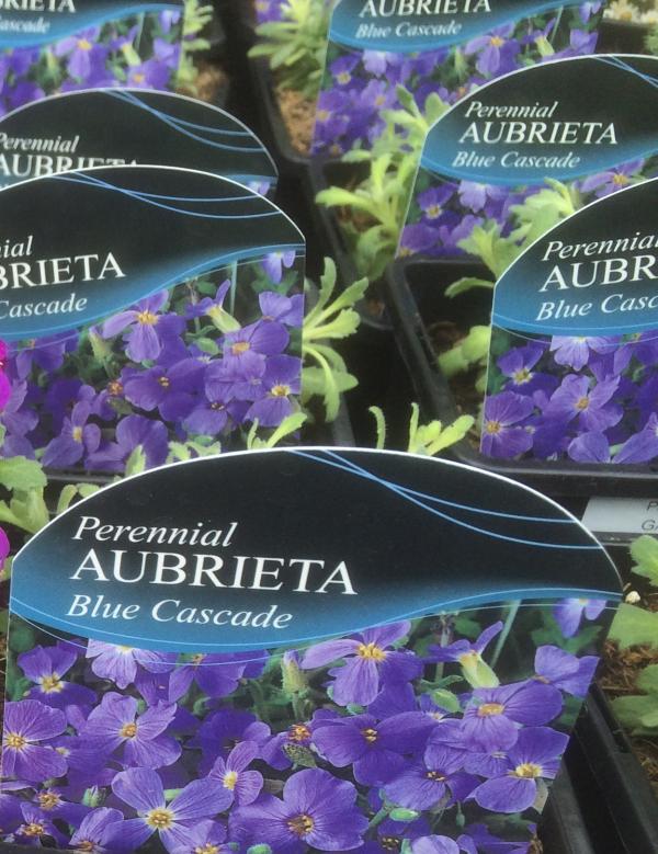 IMG 1916 ground cover aubretia blue cascade